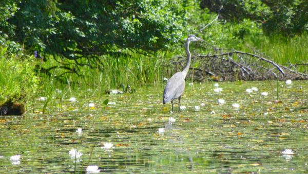 Great Blue Heron